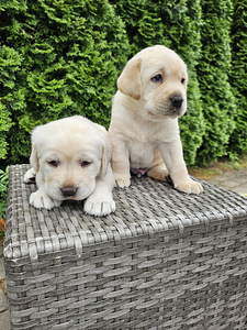 Labradori retriiver (8 foto / 10)