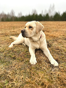 Labradori retriiver (9 foto / 10)