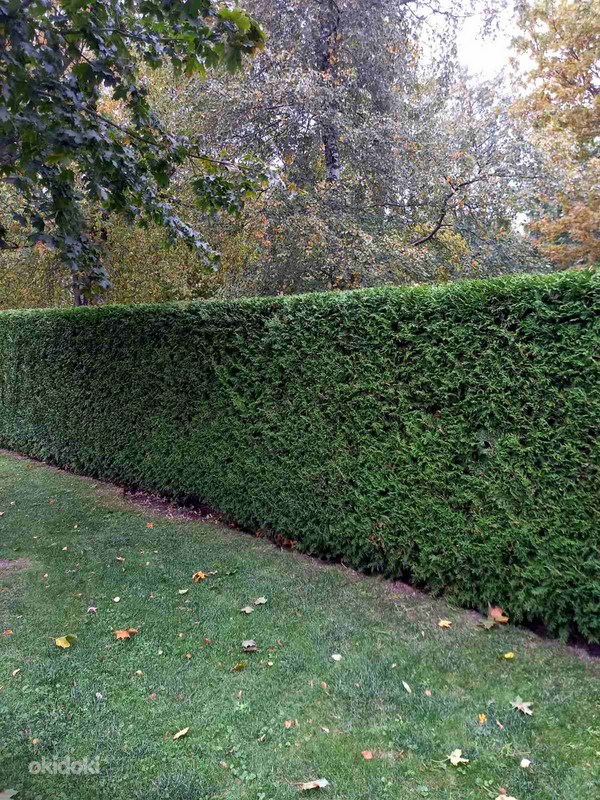 Обрезка живой изгороди и плодовых деревьев - Maardu, Harjumaa, Сад и ...