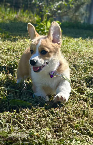 Korgija kucēni pembrok