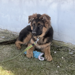 Vācu garspalvainie aitu kucēni (8 foto no 9)