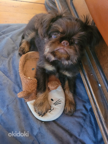 Beļgijskij un pti barbanson grifon