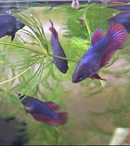 Рыбка петушок, самки, betta splendens (1 фото из 9)