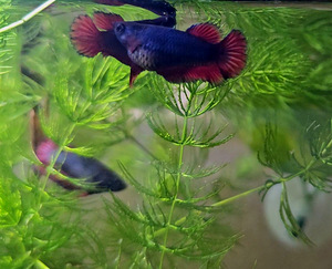 Рыбка петушок, самки, betta splendens (3 фото из 9)
