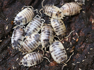 Isopoodid/puugid Dairy Cow Porcellio Laevis (2 foto / 5)