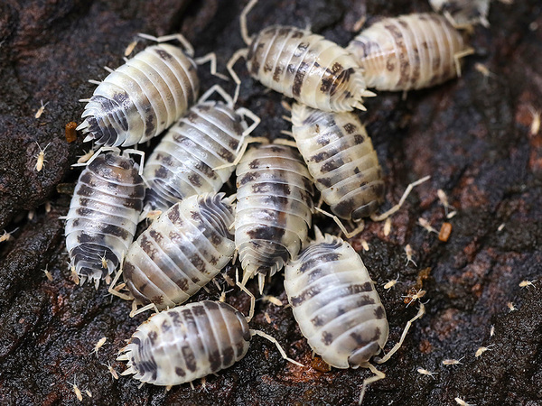 Изоподы/мокрицы Dairy Cow Porcellio Laevis