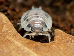 Isopoodid/puugid Dairy Cow Porcellio Laevis (5 foto / 5)