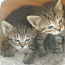 2 emast kassipoega halli, triibulised ,lõbusad (foto #1)