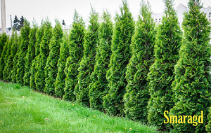 Thuja Smaragd, Brabant - Elupuu (2 foto / 3)