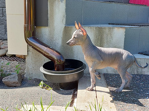 Xoloitzcuintli miniatura (4 valokuva sivusta 7)