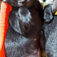 Мексиканская голая собачка маленькая (миниатюра Xoloitzcuint (фото #2)