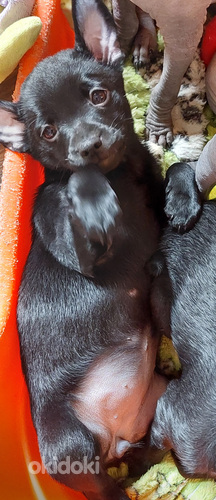 Mehhiko karvutu koer väike ( Xoloitzcuintle miniature ) (foto #2)