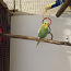 Papagoi poiss (foto #1)