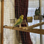 Papagoi poiss (foto #3)