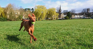 Ungari linnukoera ehk Vizsla kutsikad (1 foto / 4)