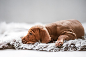 Ungari linnukoera ehk Vizsla kutsikad (4 foto / 4)
