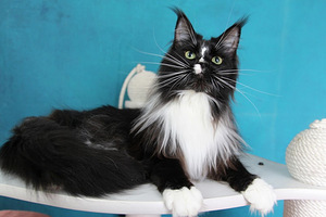 Aretatud Maine Coon kass (4 foto / 5)