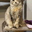 Подрощенные кошки породы мейн кун (фото #1)
