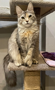 Aretatud Maine Coon kass (1 foto / 5)