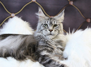 Kasvatatud Maine Coon kassid (7 foto / 8)