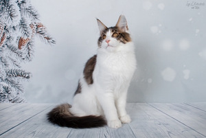 Maine Coon kass (3 foto / 3)