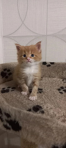 Maine coon kassipojad (2 foto / 10)