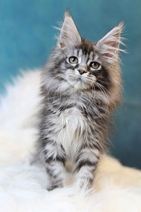 Maine coon kassipojad (9 foto / 10)