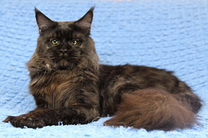 Maine Coon kass (5 foto / 5)