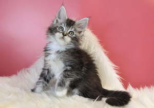 Котята породы мейн кун (6 foto / 10)