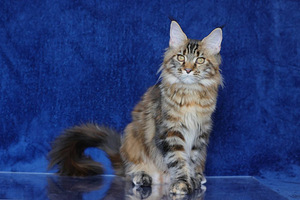 Котята девочки породы мейн кун (3 фото из 9)