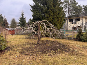 Стрижка яблонь (4 фото из 9)