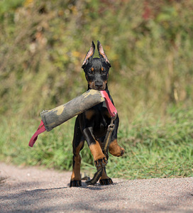 Dobermann female (7 foto / 10)