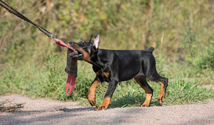 Dobermann female (9 foto / 10)