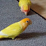 Попугаи (фото #5)