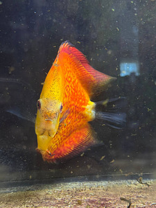 Discus (2 foto / 3)