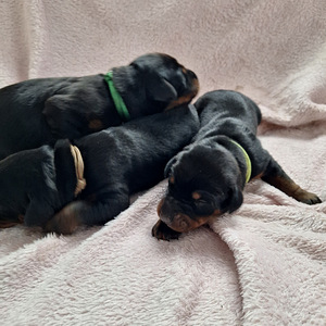 Dobermans (1 foto no 6)