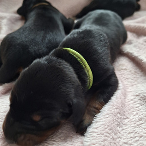 Dobermans (5 foto no 6)