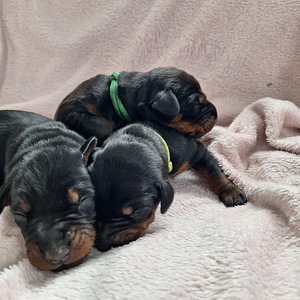 Dobermans (3 foto no 6)