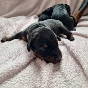 Dobermans (4 foto no 6)