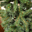 Kokkupandav Jõulupuu (foto #4)
