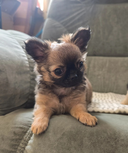 Väga ilus isane Chihuahua kutsikas (1 foto / 2)