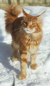 Котята мейн кун (3 фото из 10)