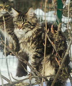 Maine Coon (8 фото из 10)