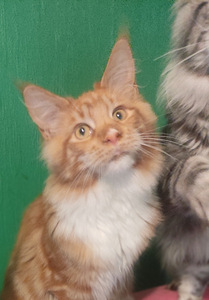 Котята мейн кун (2 фото из 10)