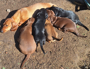 Taksipreili (9 foto / 10)