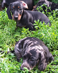 Mini taksi kutsikad (7 foto / 10)