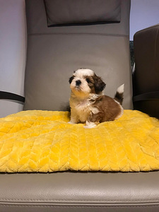 SHIH TZU KUTSIKAD (1 foto / 1)