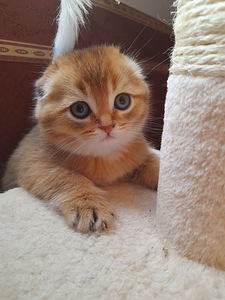 Scottish fold kassipojad (6 foto / 6)