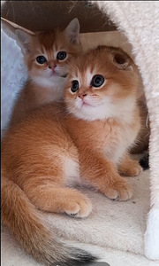 Scottish fold emane (2 foto / 3)