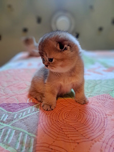 Scottish fold kuldsed kassipojad (4 foto / 4)